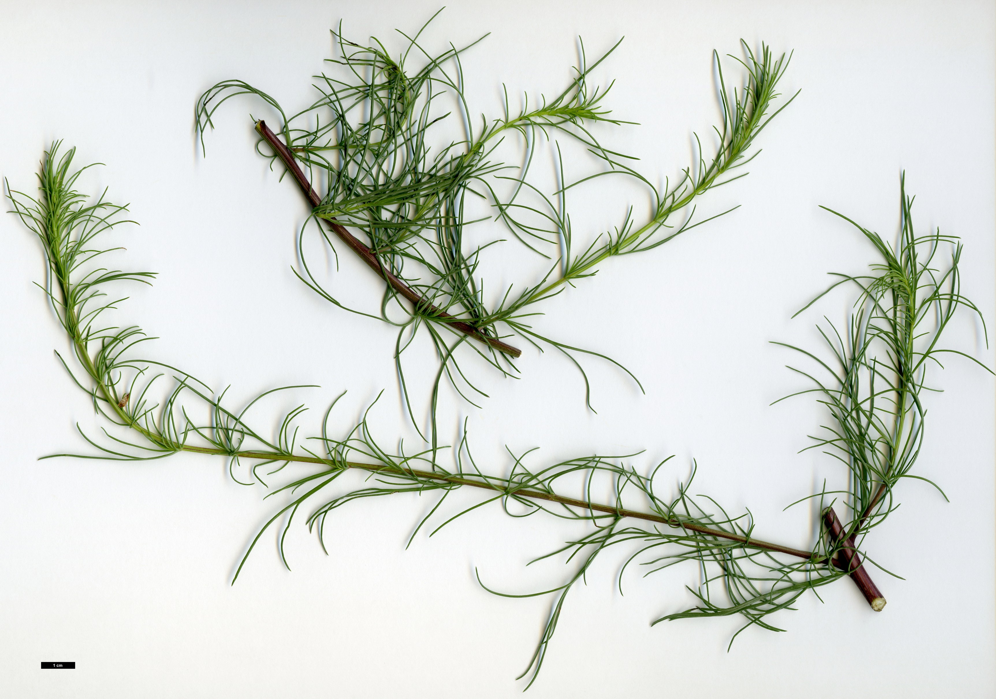 High resolution image: Family: Asteraceae - Genus: Artemisia - Taxon: campestris
